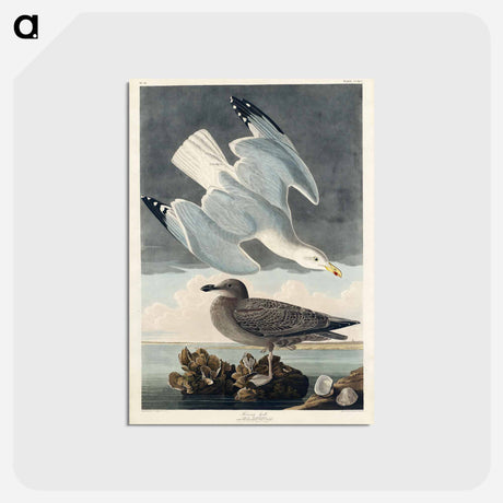 アートポストカード-Herring Gull from Birds of America
 - アメリカの鳥たち Postcard.