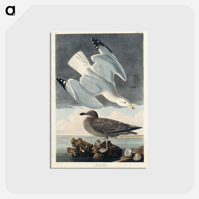 アートポストカード-Herring Gull from Birds of America
 - アメリカの鳥たち Postcard.