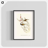 Tasmanian Honey-eater
 - オーストラリアの鳥 Poster.