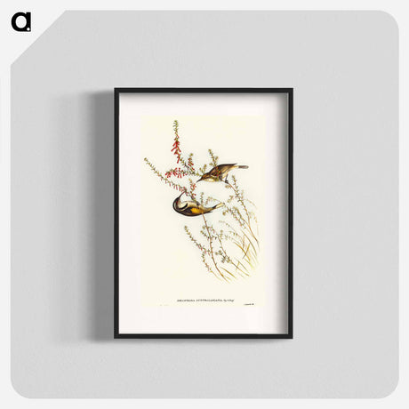 アートポスター-Tasmanian Honey-eater
 - オーストラリアの鳥 Poster.