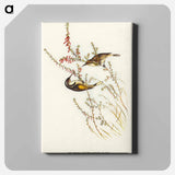 Tasmanian Honey-eater
 - オーストラリアの鳥 Canvas.