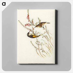 アートパネル-Tasmanian Honey-eater
 - オーストラリアの鳥 Canvas.