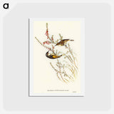 アートポストカード-Tasmanian Honey-eater
 - オーストラリアの鳥 Postcard.