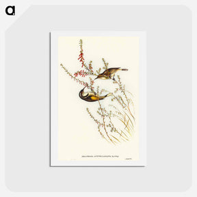 アートポストカード-Tasmanian Honey-eater
 - オーストラリアの鳥 Postcard.