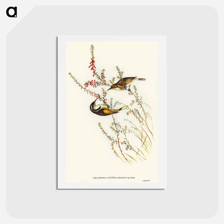 アートポストカード-Tasmanian Honey-eater
 - オーストラリアの鳥 Postcard.