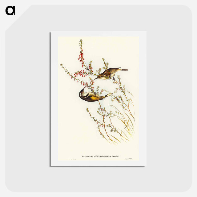 アートポストカード-Tasmanian Honey-eater
 - オーストラリアの鳥 Postcard.