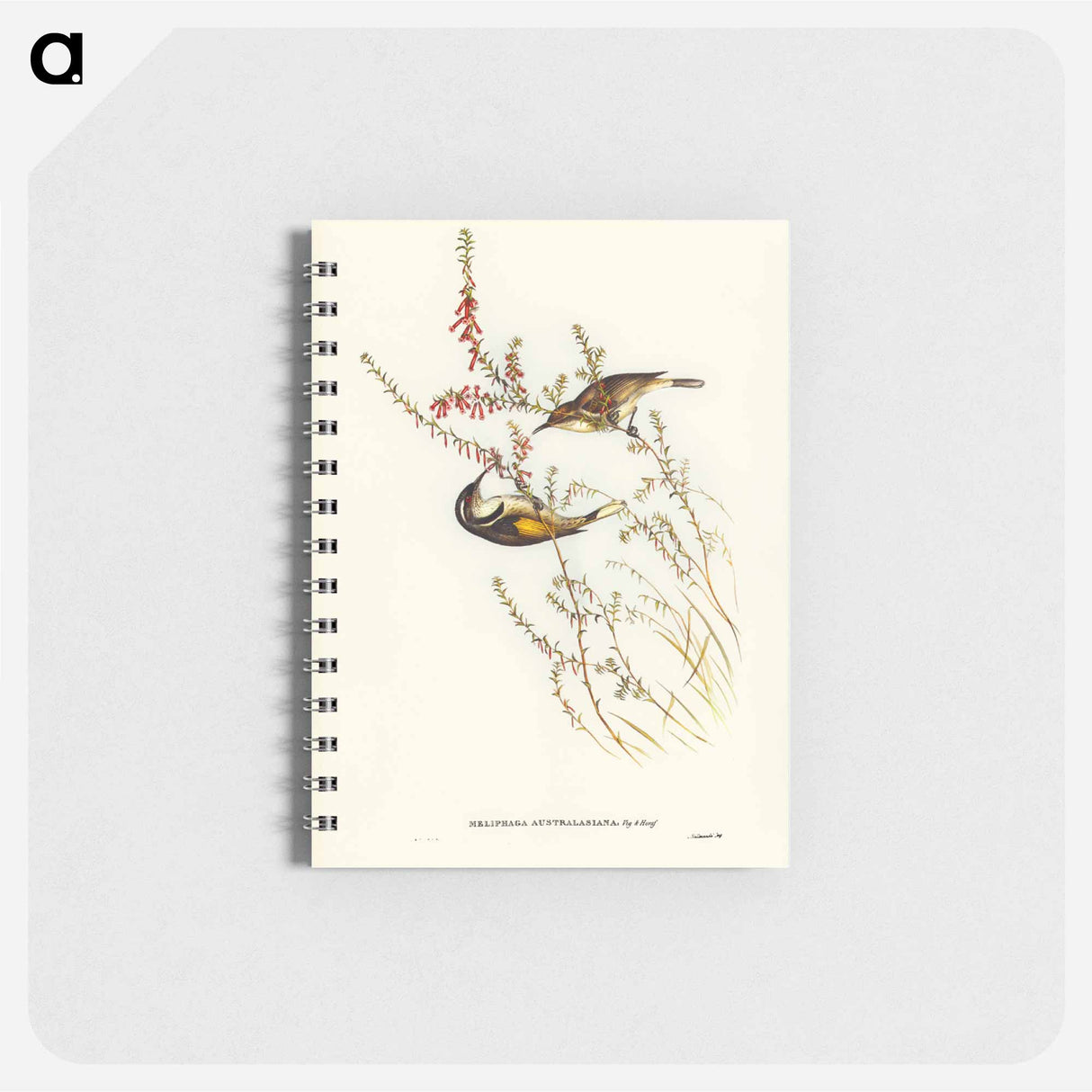 アートメモ帳-Tasmanian Honey-eater
 - オーストラリアの鳥 Memo.