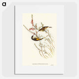 Tasmanian Honey-eater
 - オーストラリアの鳥 Poster.