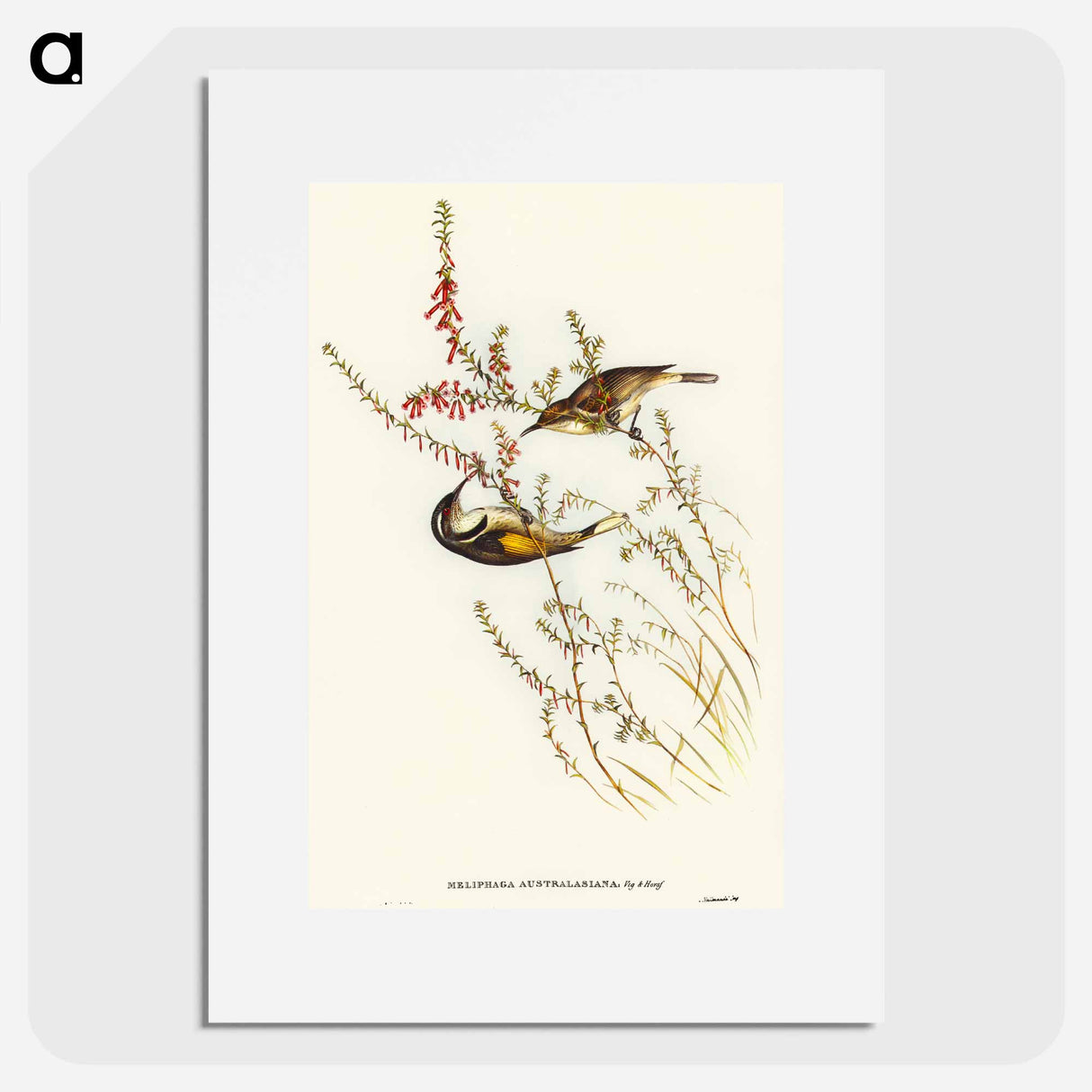 アートポスター-Tasmanian Honey-eater
 - オーストラリアの鳥 Poster.