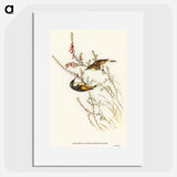 アートポスター-Tasmanian Honey-eater
 - オーストラリアの鳥 Poster.