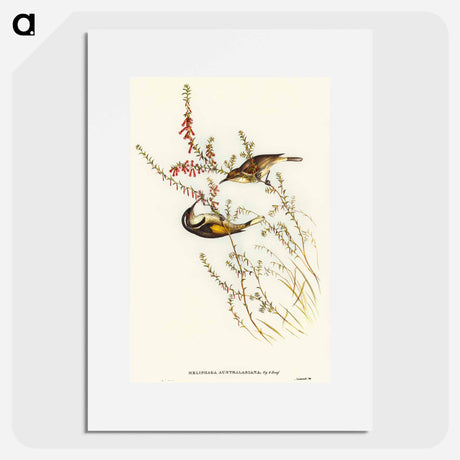 アートポスター-Tasmanian Honey-eater
 - オーストラリアの鳥 Poster.