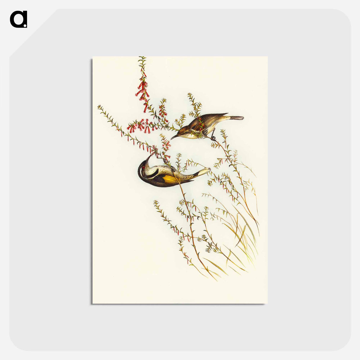 アートポストカード-Tasmanian Honey-eater
 - オーストラリアの鳥 Postcard.
