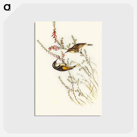 アートポストカード-Tasmanian Honey-eater
 - オーストラリアの鳥 Postcard.