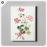アートパネル-Scarlet and Variegated Geranium
 - クリーブランド美術館 Canvas.