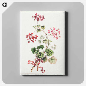 アートパネル-Scarlet and Variegated Geranium
 - クリーブランド美術館 Canvas.
