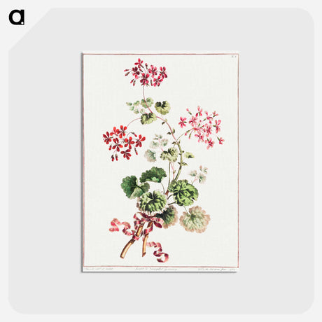 アートポストカード-Scarlet and Variegated Geranium
 - クリーブランド美術館 Postcard.