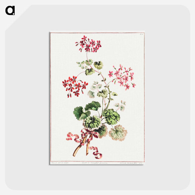 アートポストカード-Scarlet and Variegated Geranium
 - クリーブランド美術館 Postcard.