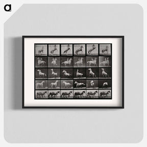 アートポスター-Prancing Horse and Ponies
 - エドワード マイブリッジ Poster.