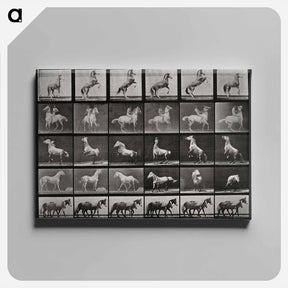 アートパネル-Prancing Horse and Ponies
 - エドワード マイブリッジ Canvas.