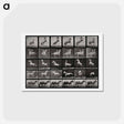アートポストカード-Prancing Horse and Ponies
 - エドワード マイブリッジ Postcard.