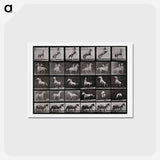 アートポストカード-Prancing Horse and Ponies
 - エドワード マイブリッジ Postcard.