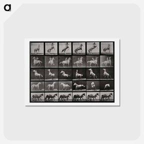 アートポストカード-Prancing Horse and Ponies
 - エドワード マイブリッジ Postcard.