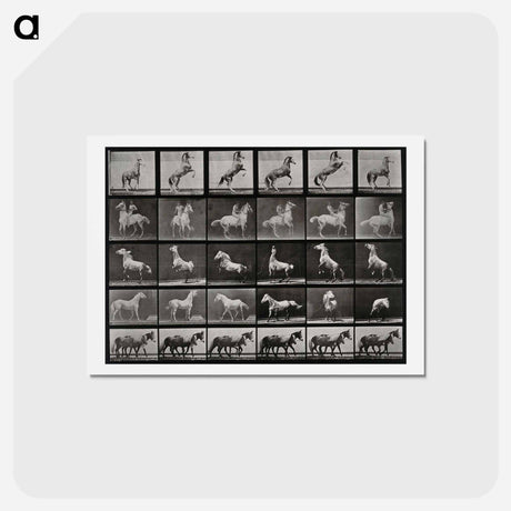 アートポストカード-Prancing Horse and Ponies
 - エドワード マイブリッジ Postcard.