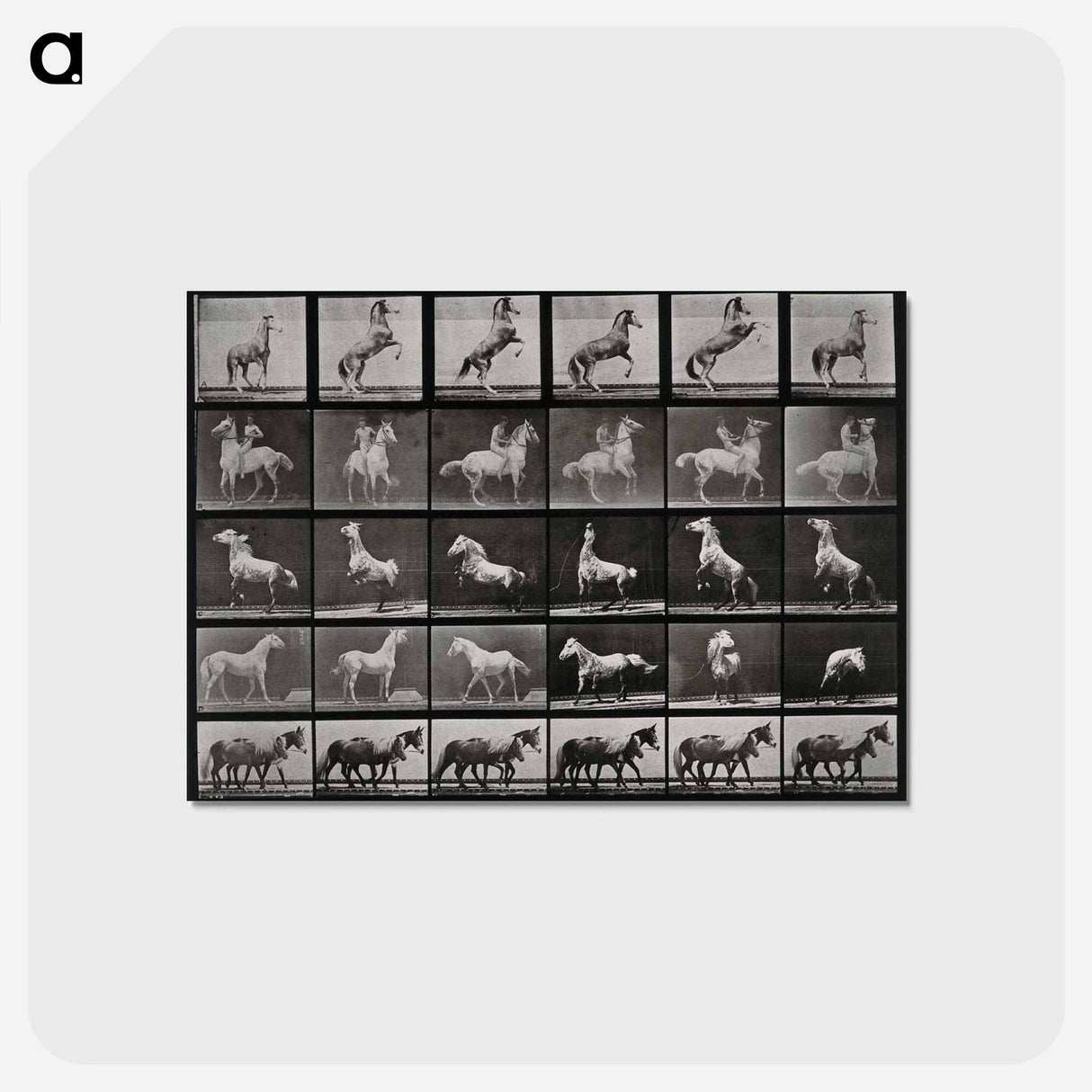 アートポストカード-Prancing Horse and Ponies
 - エドワード マイブリッジ Postcard.