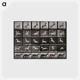 アートポストカード-Prancing Horse and Ponies
 - エドワード マイブリッジ Postcard.