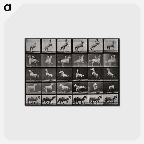 アートポストカード-Prancing Horse and Ponies
 - エドワード マイブリッジ Postcard.
