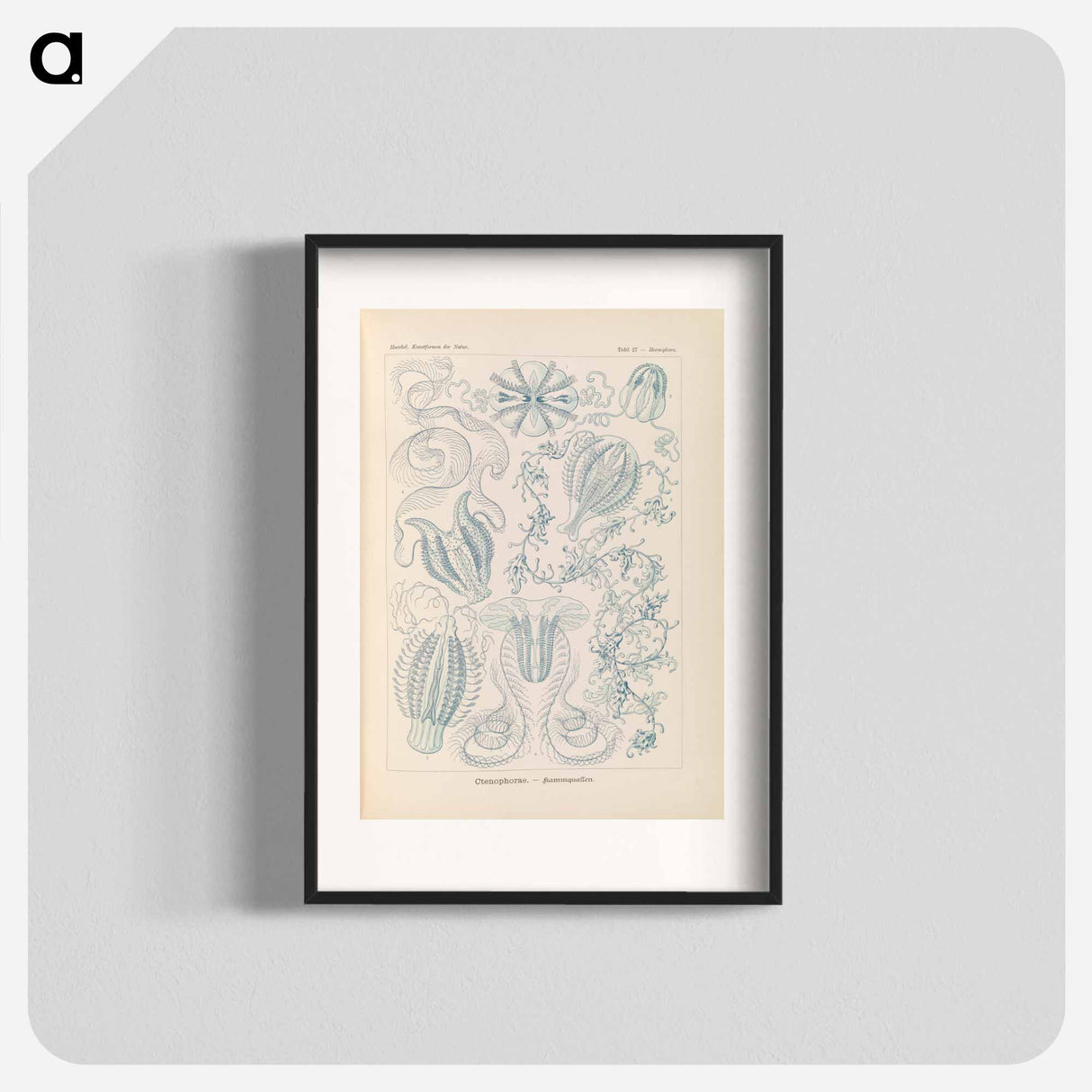 Marine life illustration - エルンスト ヘッケル Poster.
