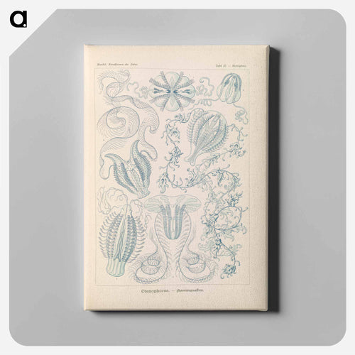 Marine life illustration - エルンスト ヘッケル Canvas.