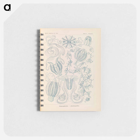 アートメモ帳-Marine life illustration - エルンスト ヘッケル Memo.