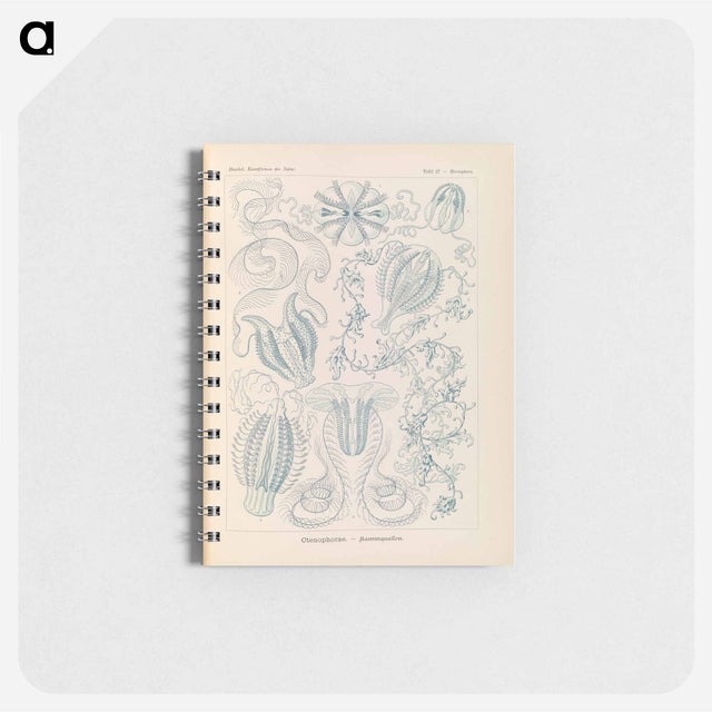 アートメモ帳-Marine life illustration - エルンスト ヘッケル Memo.