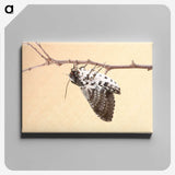 3-55_Insects-Unlocked-Project_canvas