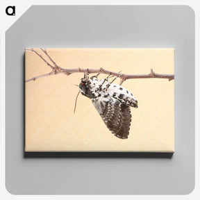 3-55_Insects-Unlocked-Project_canvas