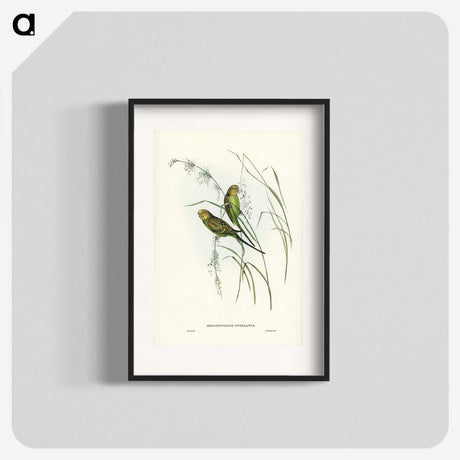 3-55_John-Gould_blk