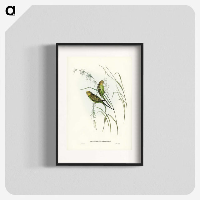 3-55_John-Gould_blk