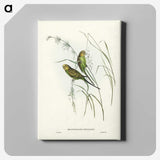 3-55_John-Gould_canvas