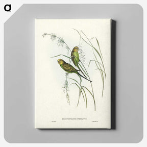 3-55_John-Gould_canvas