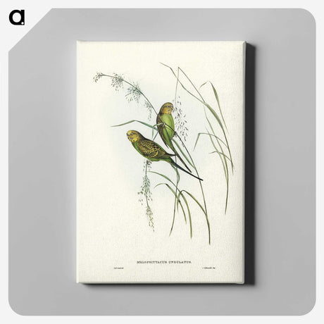 3-55_John-Gould_canvas