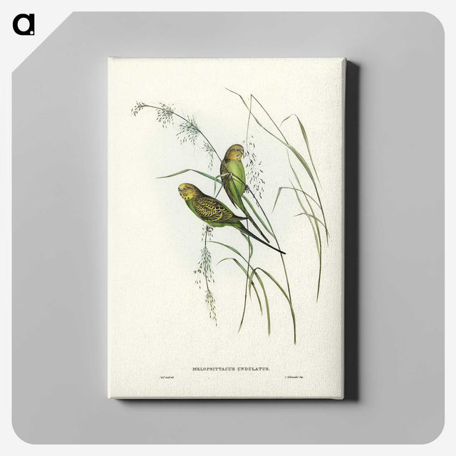 3-55_John-Gould_canvas