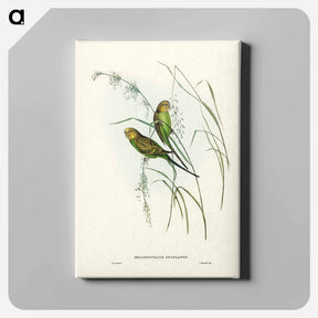 アートパネル-Warbling Grass-Parakeet
 - ジョン グールド Canvas.