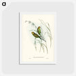 アートポストカード-Warbling Grass-Parakeet
 - ジョン グールド Postcard.