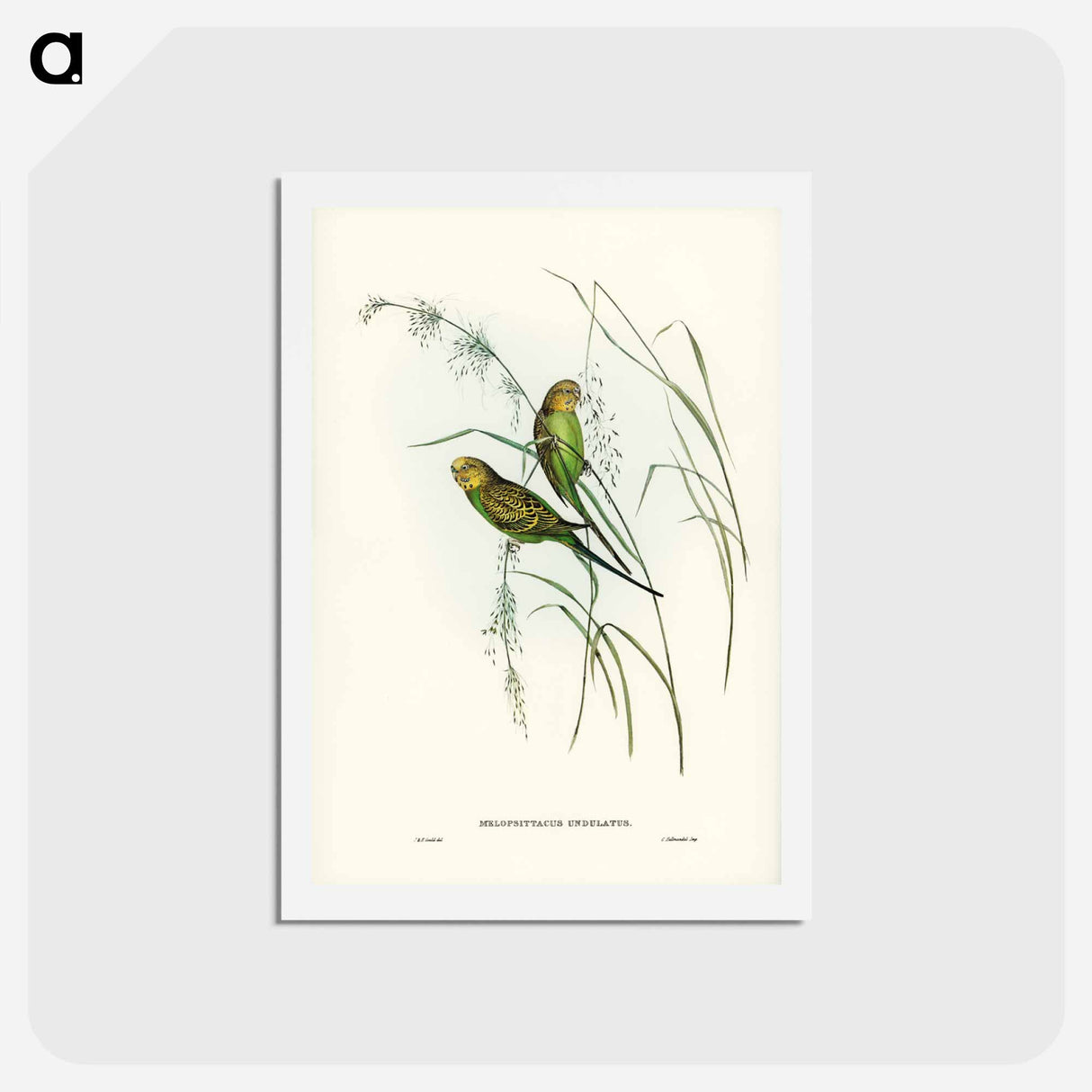 アートポストカード-Warbling Grass-Parakeet
 - ジョン グールド Postcard.