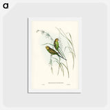 アートポストカード-Warbling Grass-Parakeet
 - ジョン グールド Postcard.