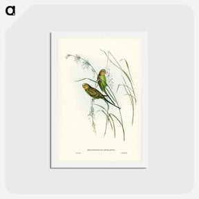 アートポストカード-Warbling Grass-Parakeet
 - ジョン グールド Postcard.