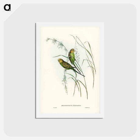 アートポストカード-Warbling Grass-Parakeet
 - ジョン グールド Postcard.