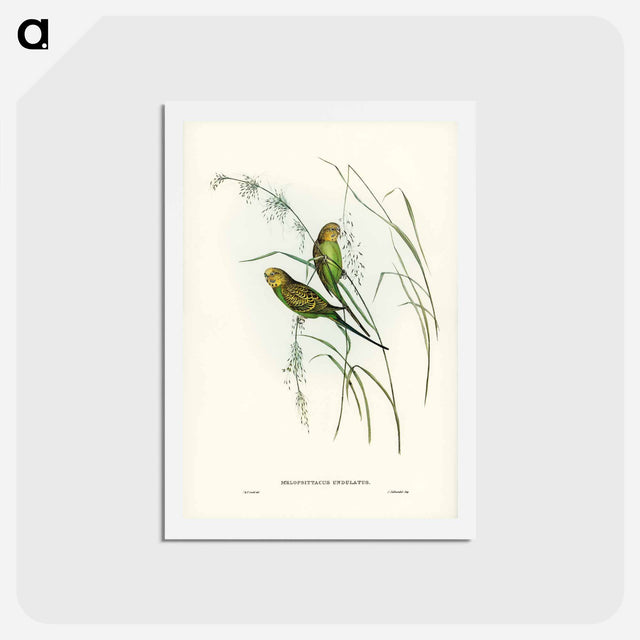 アートポストカード-Warbling Grass-Parakeet
 - ジョン グールド Postcard.