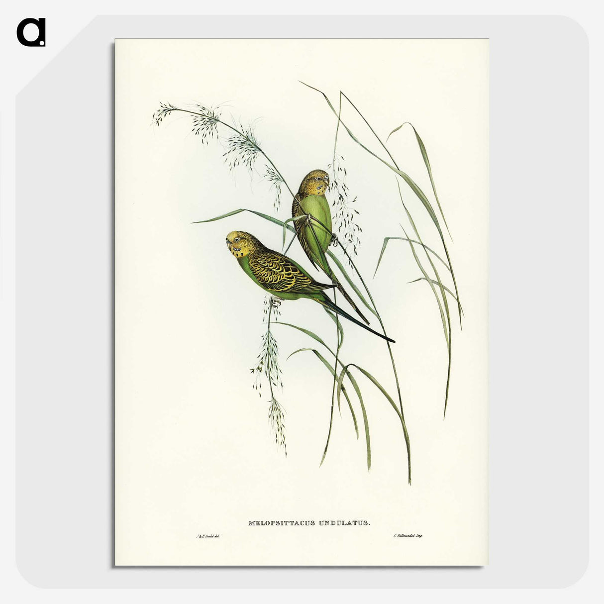 3-55_John-Gould_picture-crop